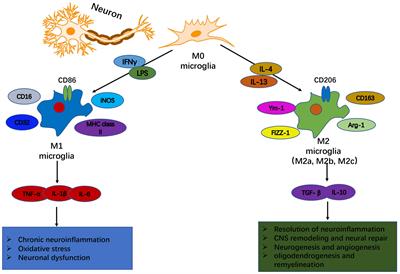 Microglia and Neuroinflammation: Crucial Pathological Mechanisms in Traumatic Brain Injury-Induced Neurodegeneration